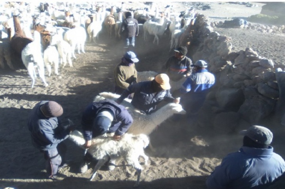Proyecto Especial Tacna ejecuta Programa de Adecuación y Manejo Ambiental
