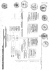 Vista preliminar de documento ORGANIGRAMA.pdf