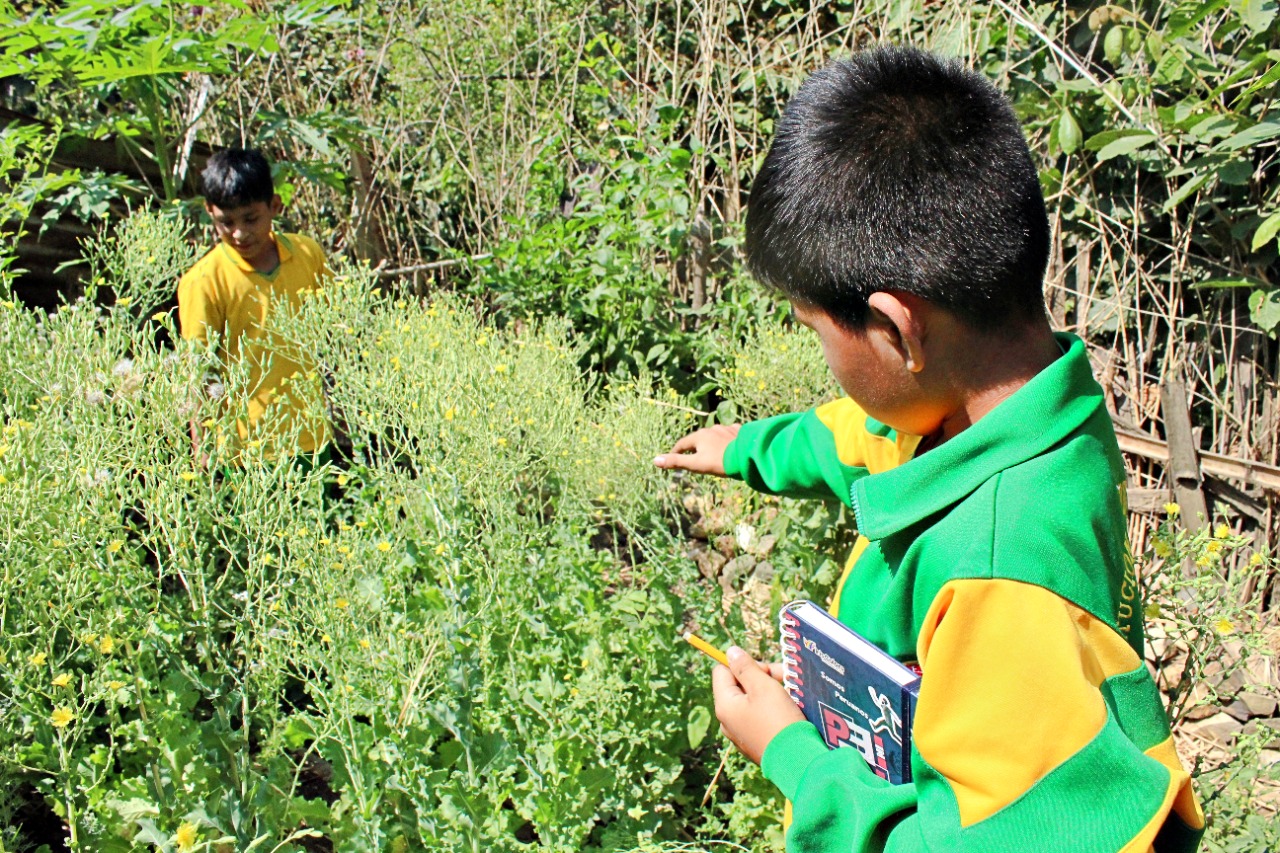 Nicolás y las plantas