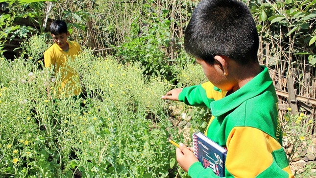 Nicolás y las plantas