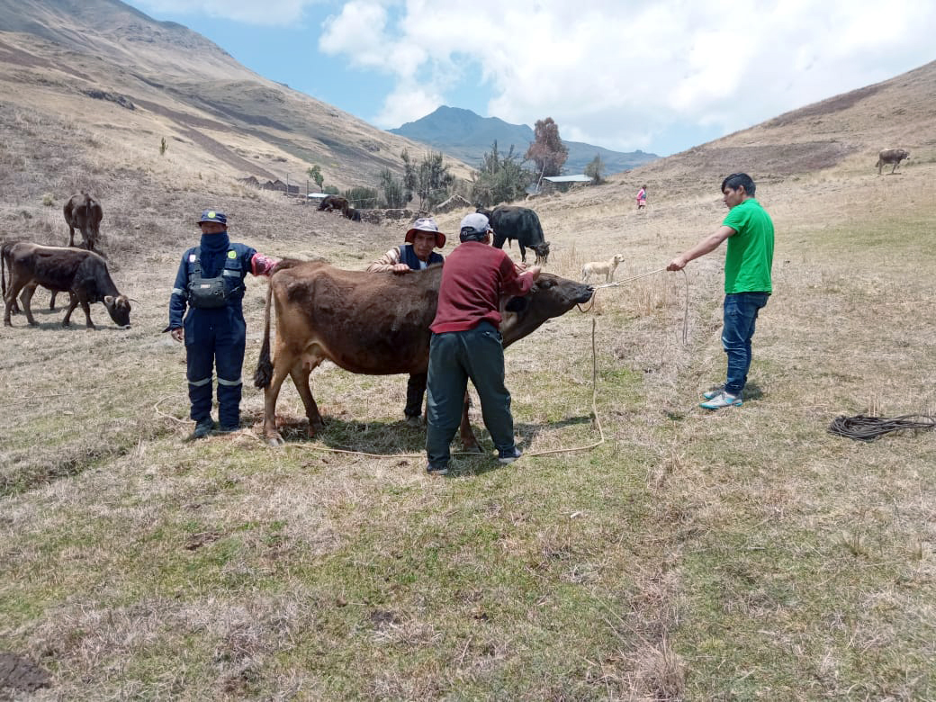 Inseminación artificial en las provincias de La Mar y Huanta (Ayacucho)