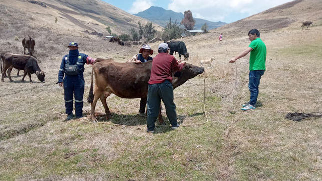 Inseminación artificial en las provincias de La Mar y Huanta (Ayacucho)