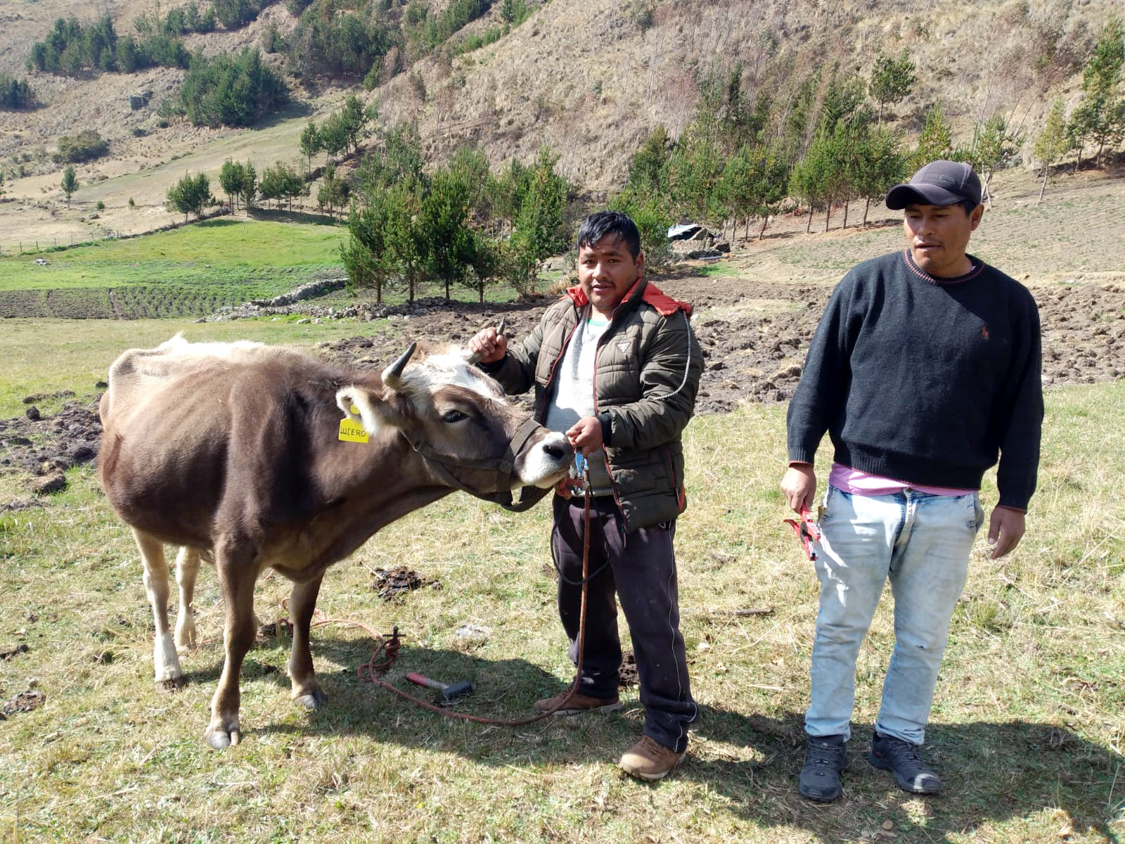 Inseminación artificial en las provincias de La Mar y Huanta (Ayacucho)