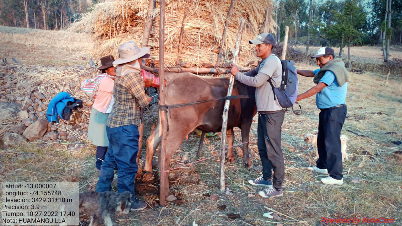 Inseminación artificial en las provincias de La Mar y Huanta (Ayacucho)