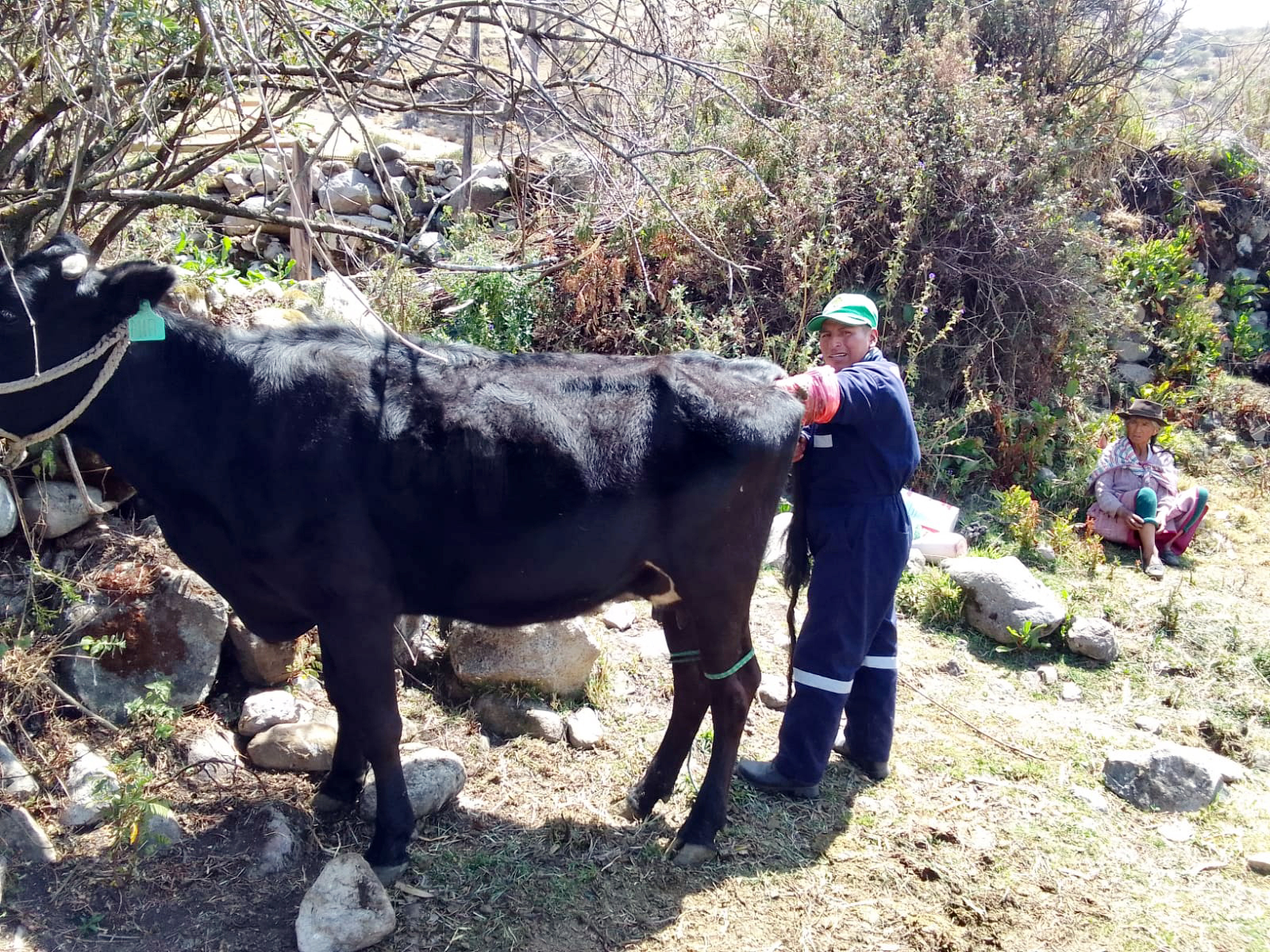 Inseminación artificial en las provincias de La Mar y Huanta (Ayacucho)