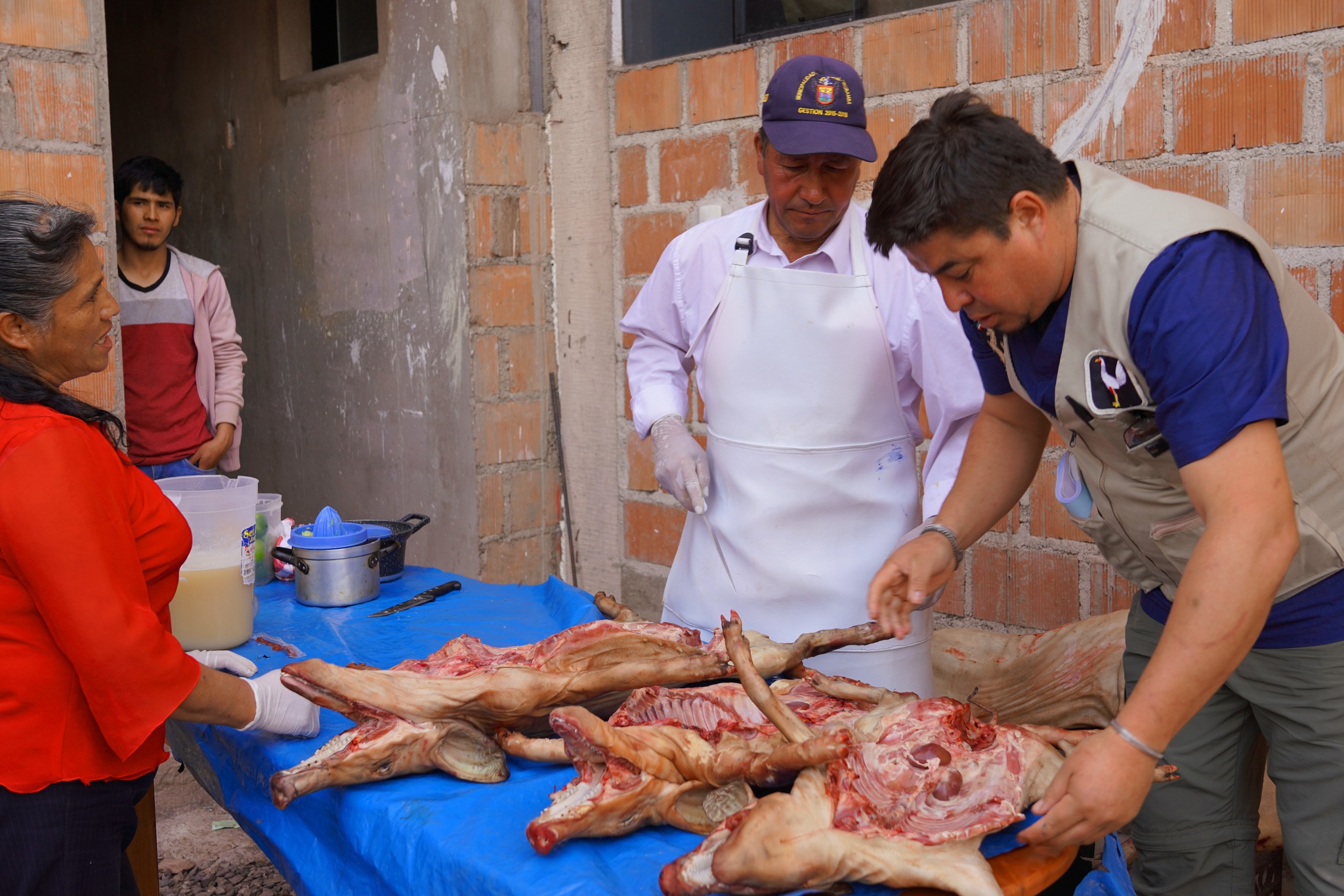 Municipalidad de Urubamba realiza control y sellado de carcasa de carne de cerdo