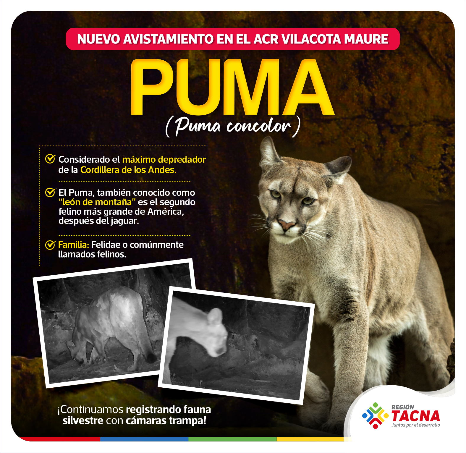 Puma.