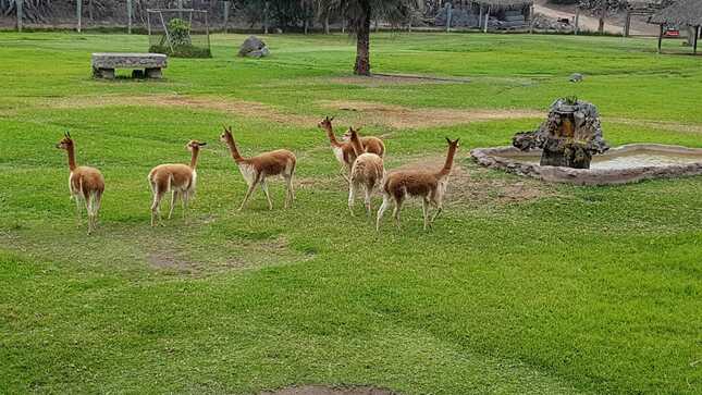 Día Nacional De La Vicuña