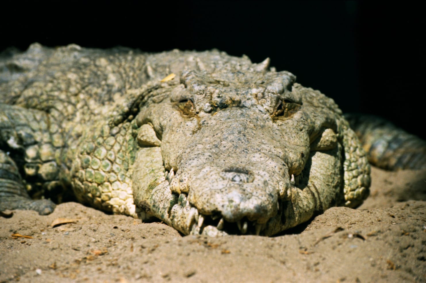 Especie Endémica Del Perú