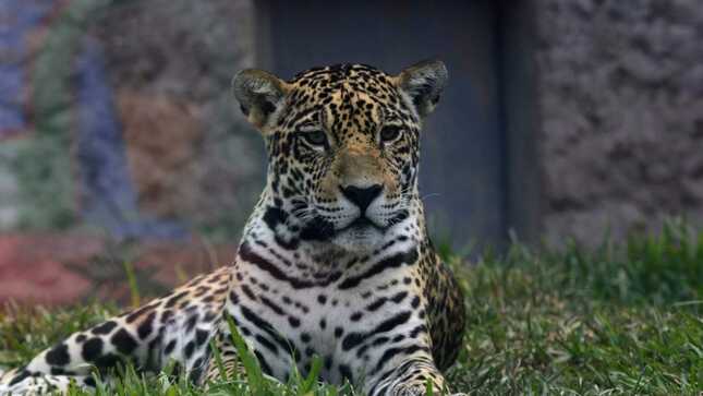 Poderosos Jaguares De La Zona Selva 