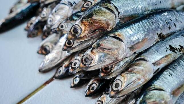 Anchoveta