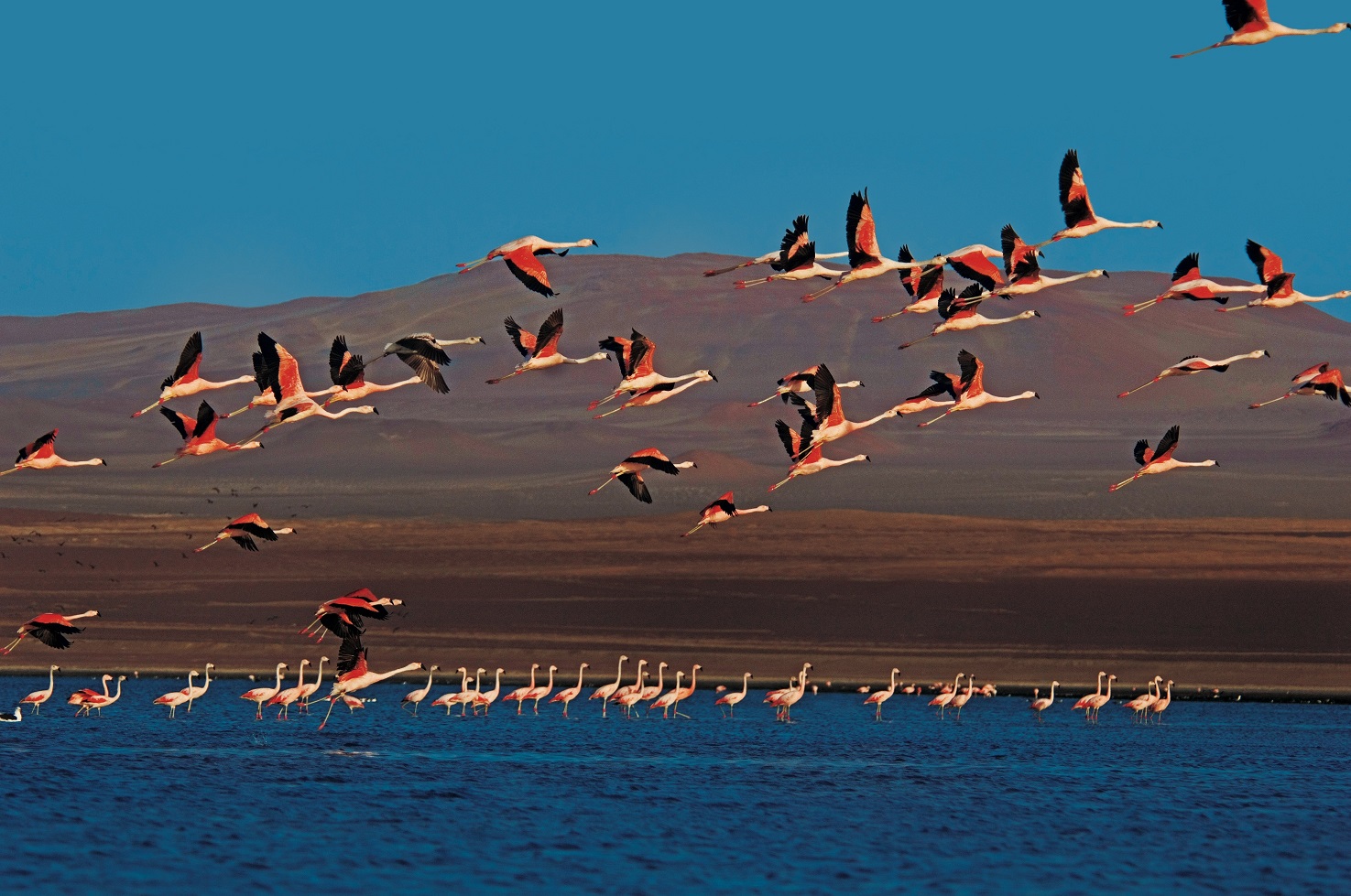 Reserva Nacional de Paracas