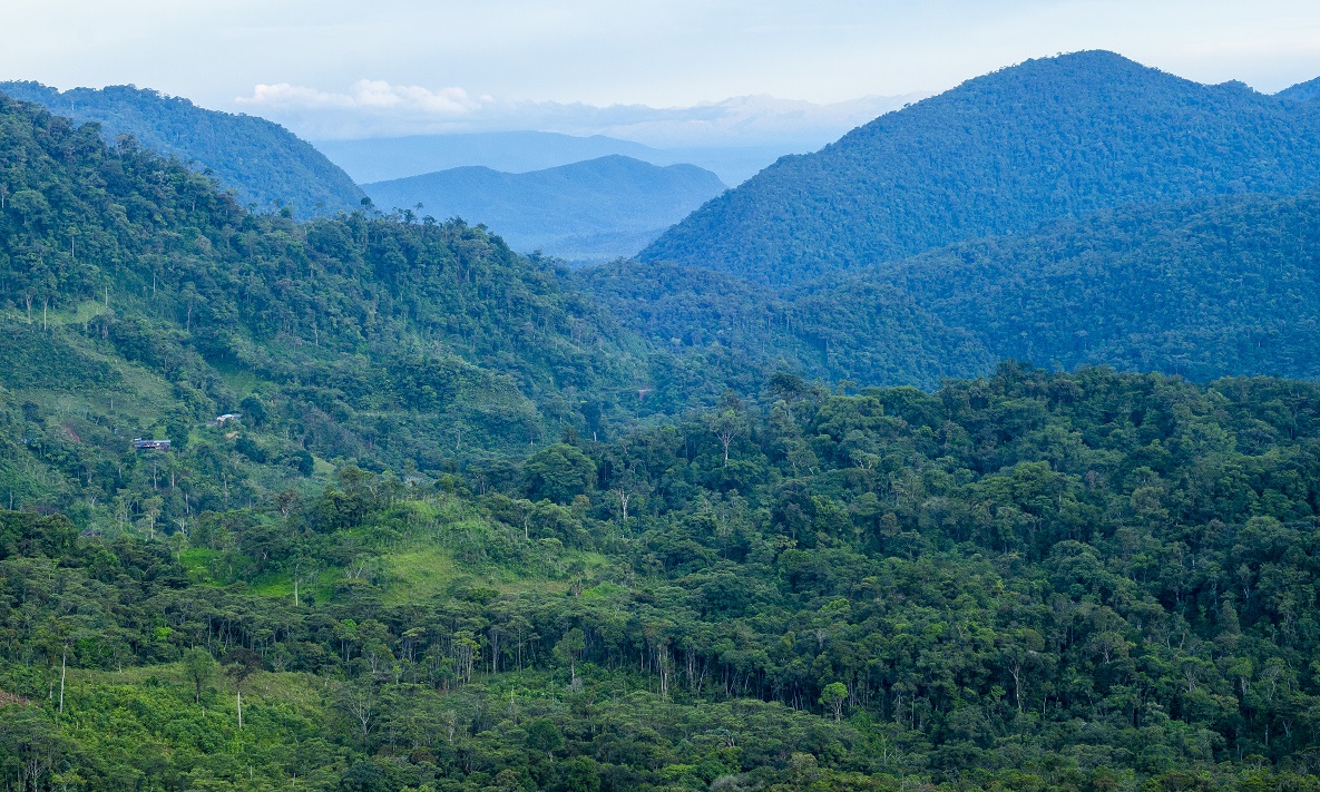 Bosque de Protección Alto Mayo