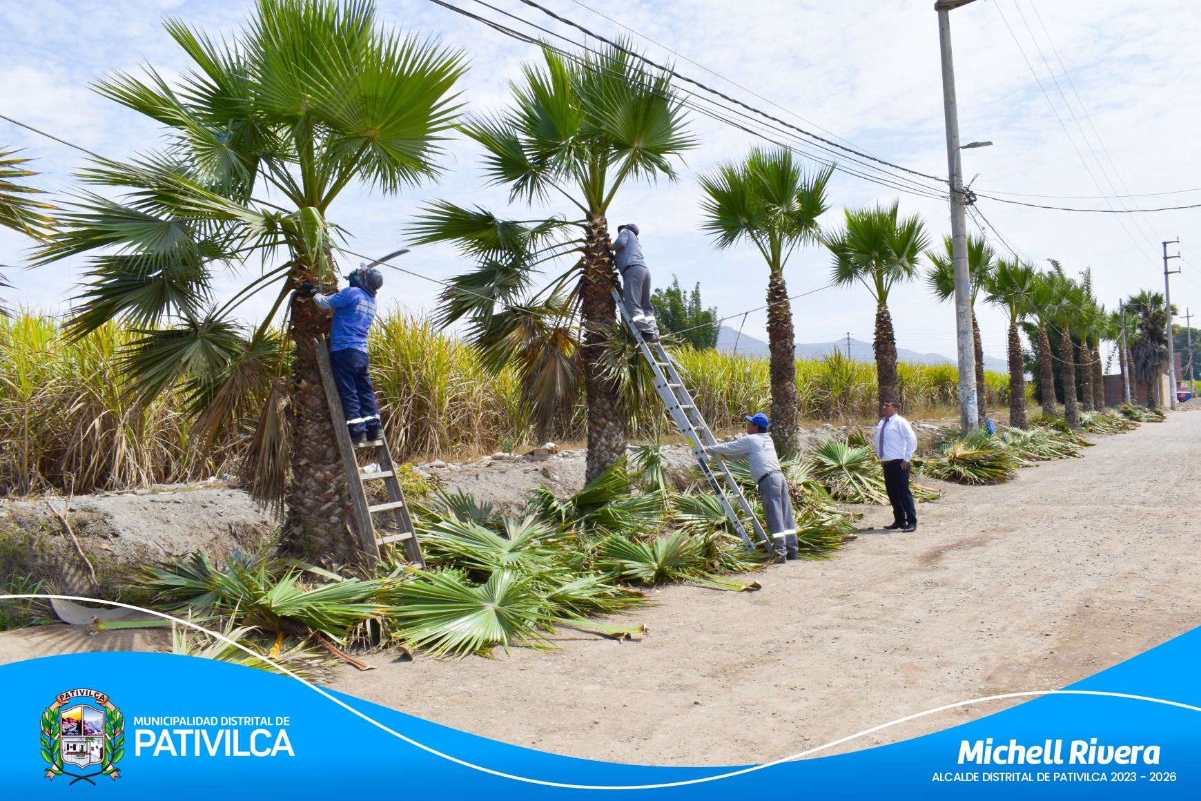 Podas De Palmera En El C.P. Galpon