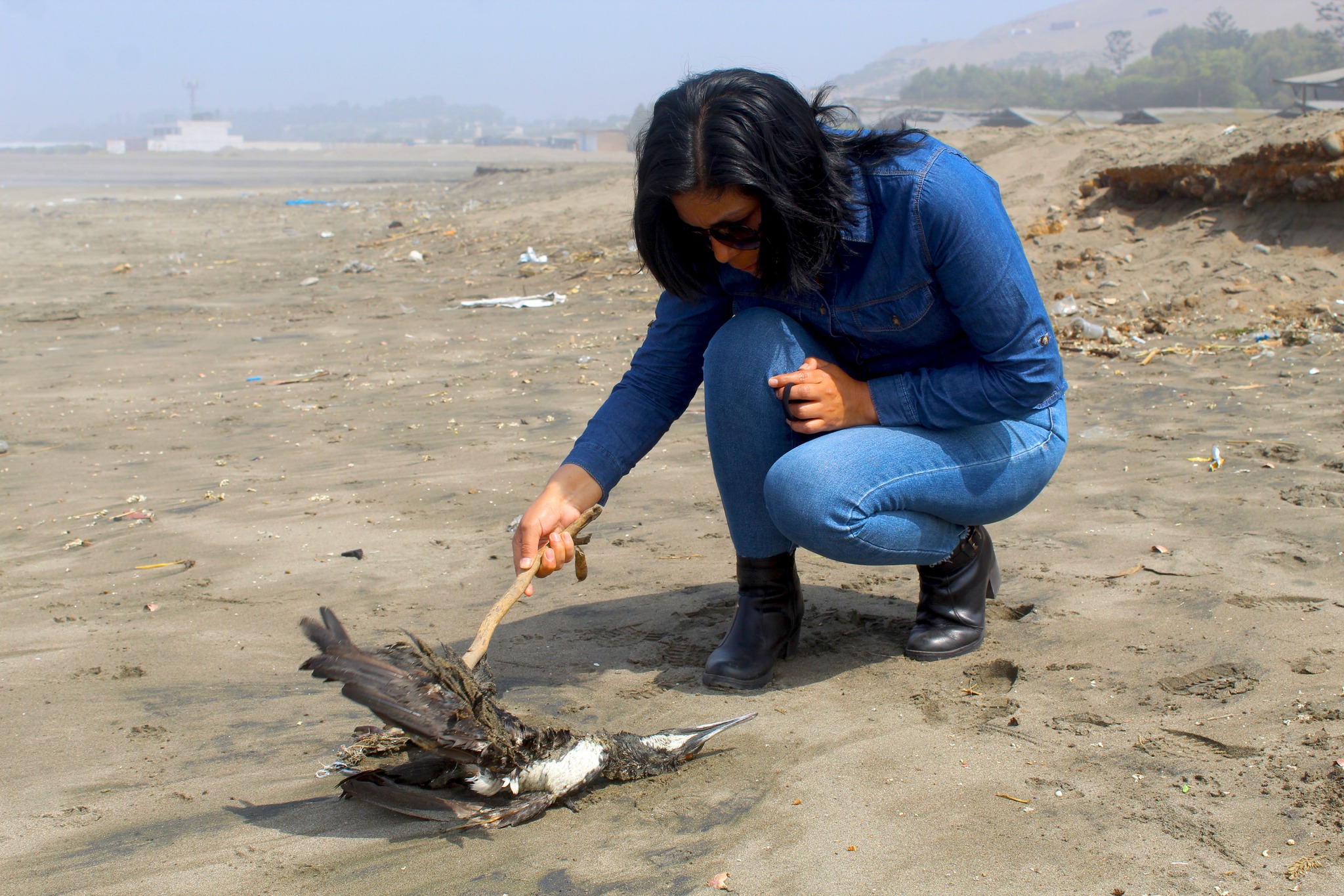 Funcionarios constatan que en la Playa Chacra y Mar existe presencia de Hidrocarburo y aves muertas