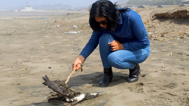 Funcionarios constatan que en la Playa Chacra y Mar existe presencia de Hidrocarburo y aves muertas