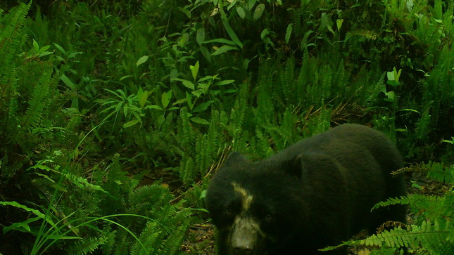 Oso de anteojos - Reserva Comunal El Sira