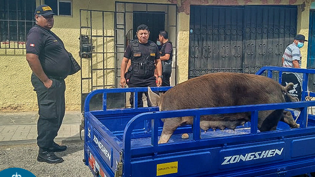 Se dispuso el retiro de los chanchos en la urbanización Sudamérica.