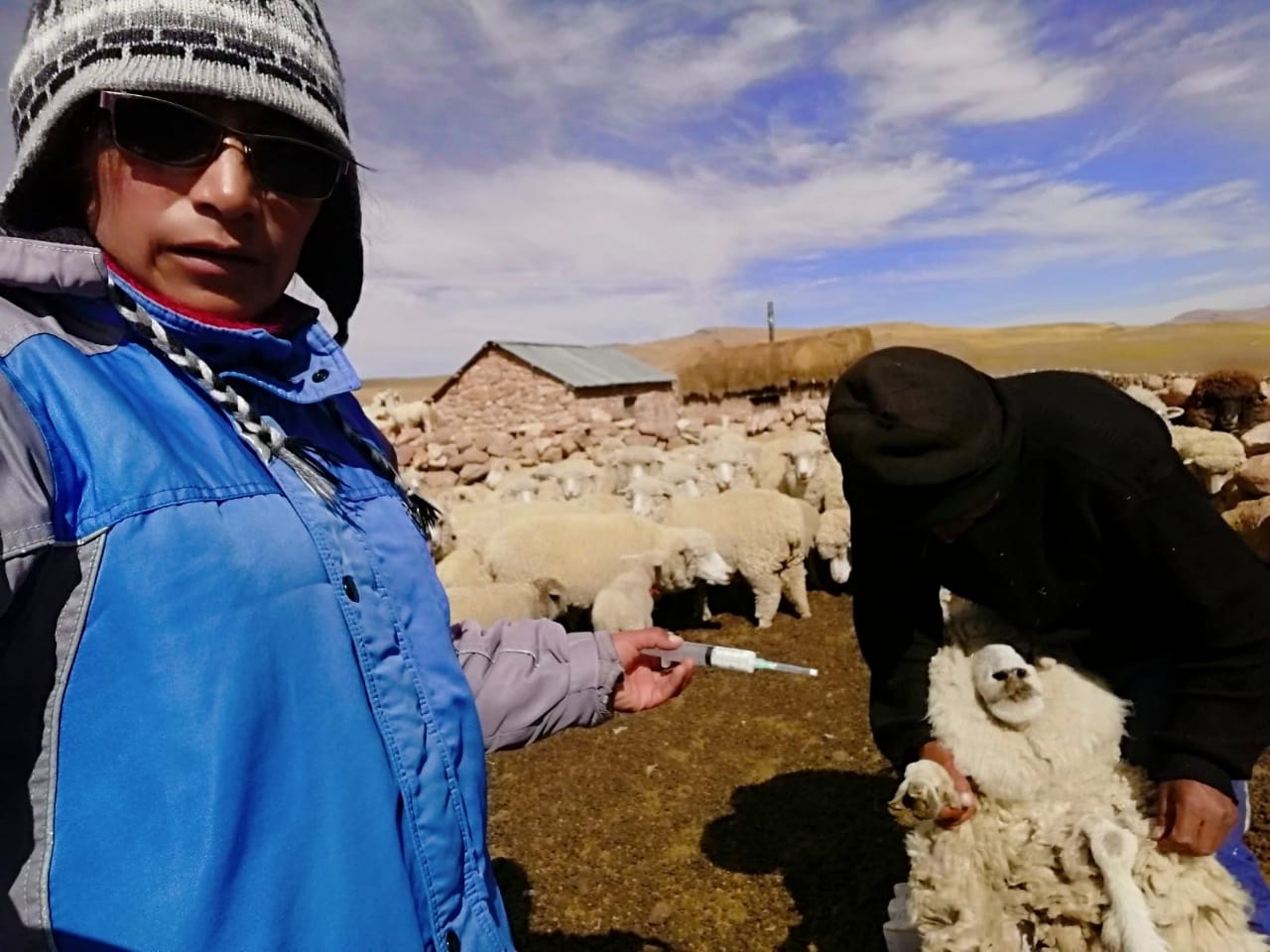 Cobertizos, Fitotoldos, Guano de las Islas Arequipa