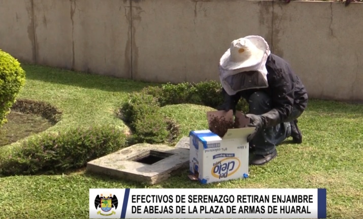 Serenazgo de la municipalidad de Huaral retira enjambre de abejas de la Plaza de Armas