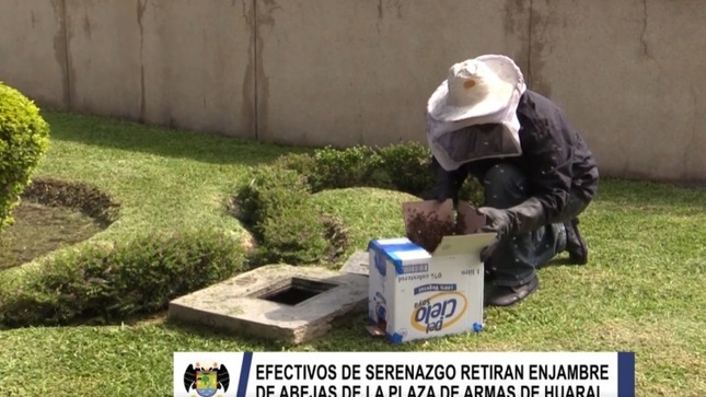 Serenazgo de la municipalidad de Huaral retira enjambre de abejas de la Plaza de Armas
