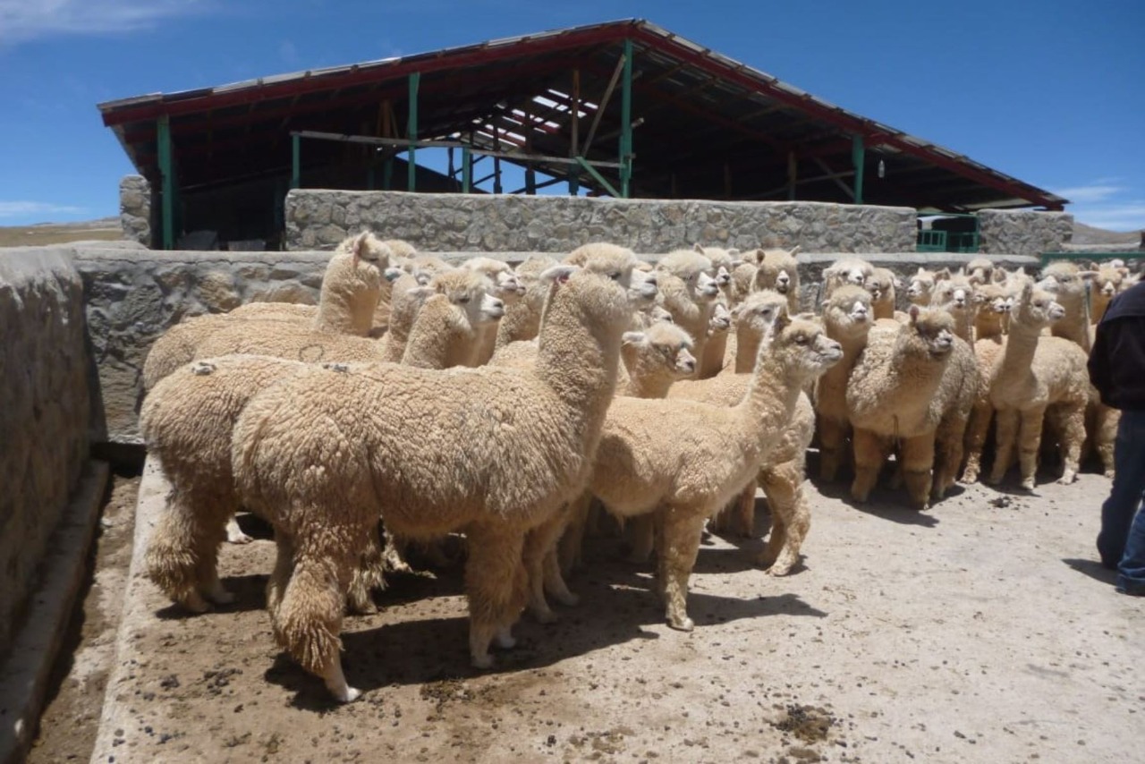 Cobertizos, kits veterinarios y conservación de forrajes Arequipa