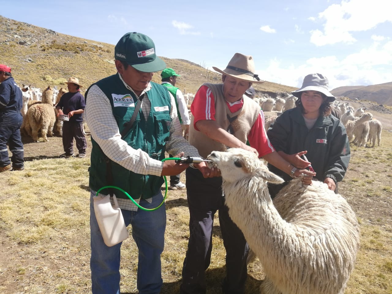 Cobertizos, kits veterinarios y conservación de forrajes Arequipa