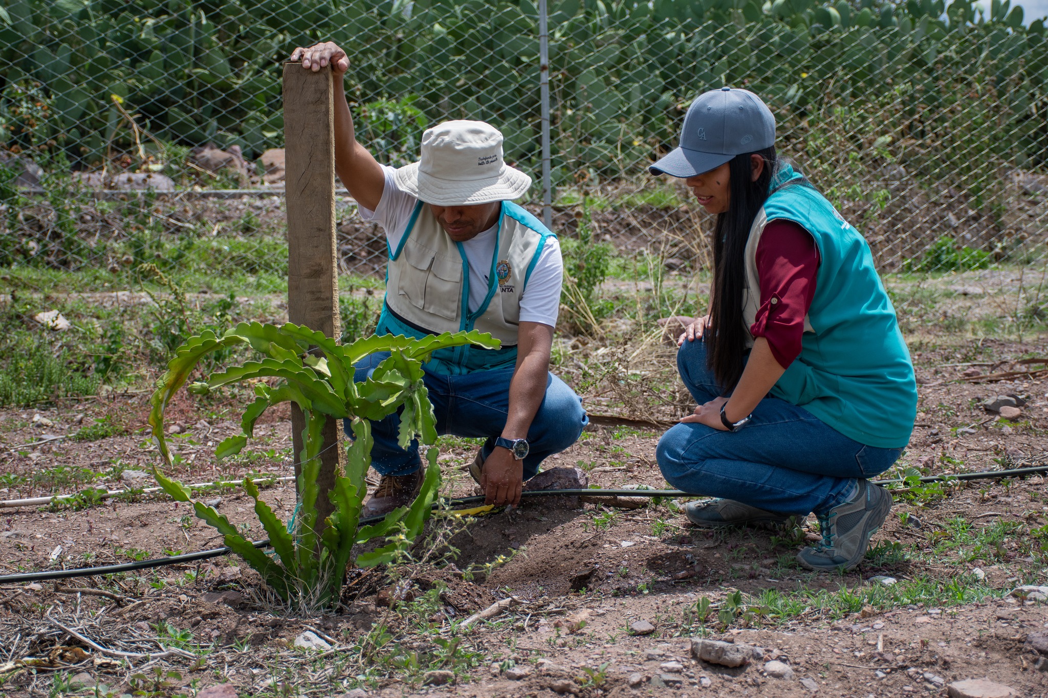 CONTINUAMOS CON LOS TRABAJOS DEL CUIDADO EN EL CULTIVO DE PITAHAYA