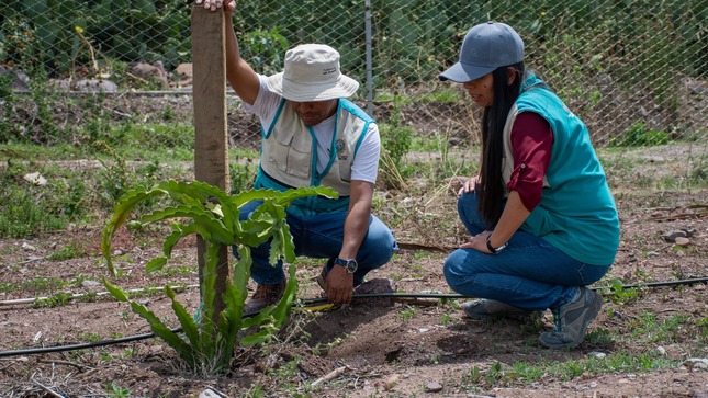 CONTINUAMOS CON LOS TRABAJOS DEL CUIDADO EN EL CULTIVO DE PITAHAYA