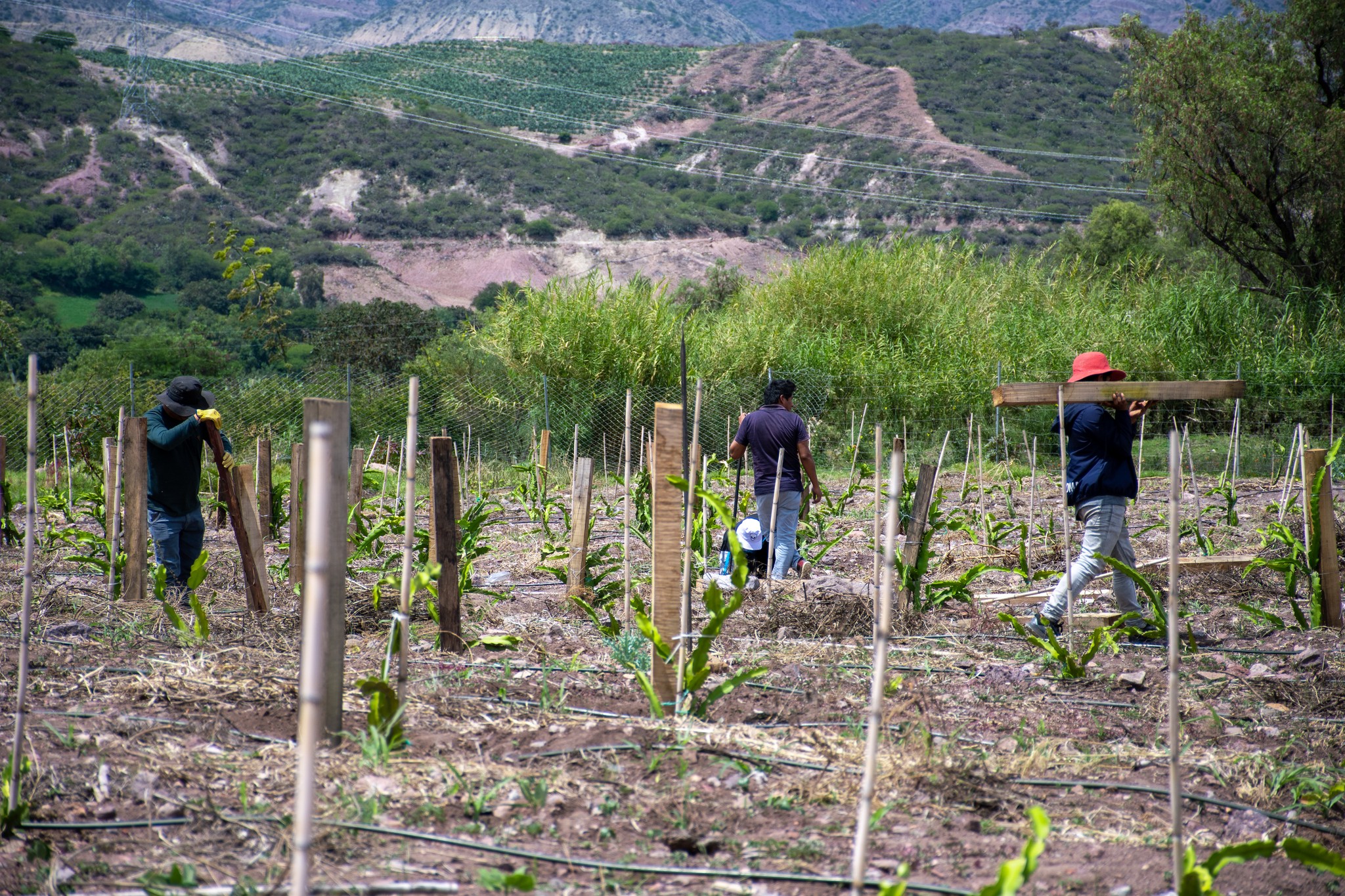 CONTINUAMOS CON LOS TRABAJOS DEL CUIDADO EN EL CULTIVO DE PITAHAYA