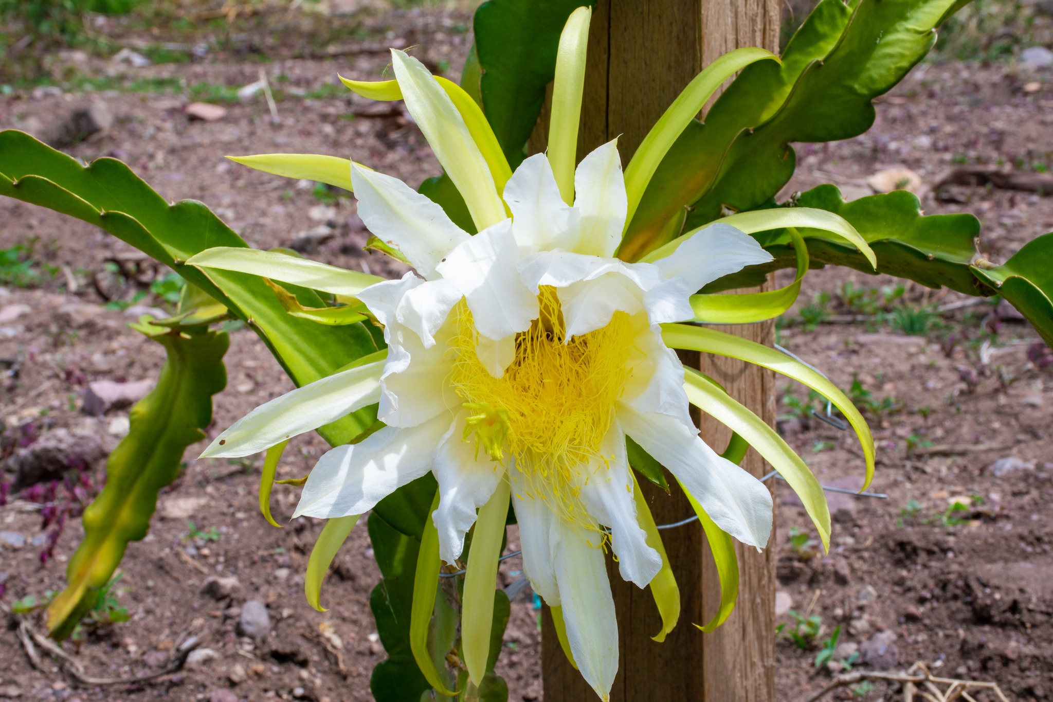 CONTINUAMOS CON LOS TRABAJOS DEL CUIDADO EN EL CULTIVO DE PITAHAYA