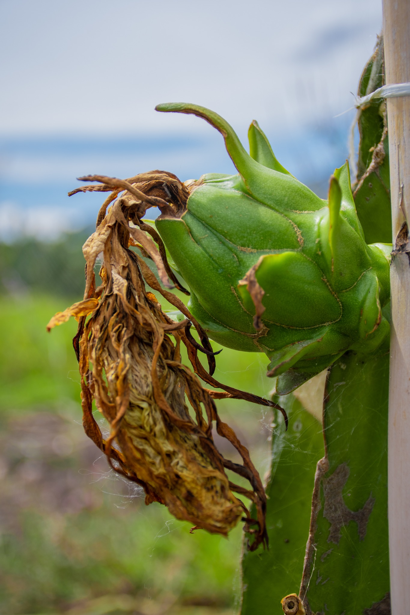 CONTINUAMOS CON LOS TRABAJOS DEL CUIDADO EN EL CULTIVO DE PITAHAYA