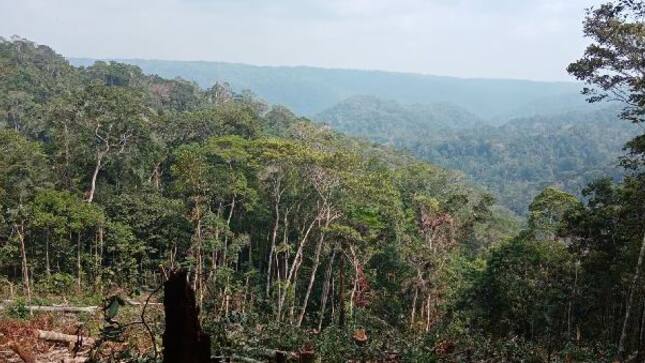 Contraloría detectó que Autoridad Forestal de Ucayali autorizó irregularmente el uso de 11 mil hectáreas a empresa privada