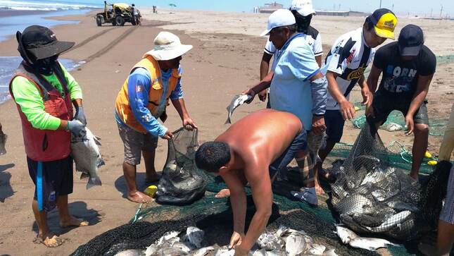 PRODUCE Tacna incautó más de 60 kilos de sargo por depredación