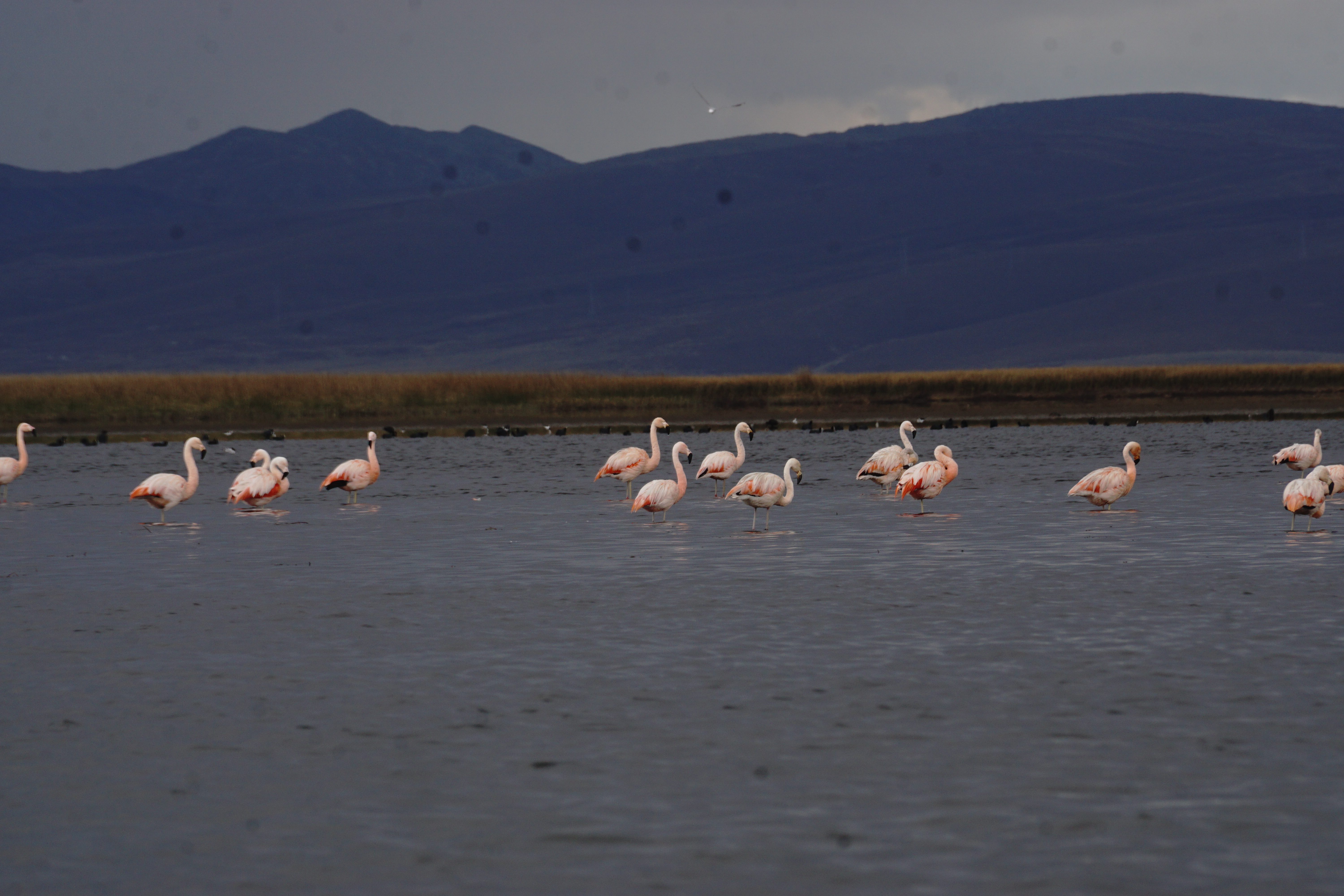 La historia del lago Chinchaycocha es una historia de vida y belleza.  Es el segundo lago más extenso del país. En sus aguas se encuentran miles de especies que se han adaptado al clima gélido de la puna. Por esta razón, el Gobierno peruano lo declaró Reserva Nacional desde 1974.
Es así que ELECTROPERU, comprometido con el cuidado y preservación del medio ambiente, ha decidido invertir S/1,066,000.00, de soles para realizar un diagnóstico de población de especies en criterio de amenaza y/o más vulnerables del lago Chinchaycocha. Con esta inversión, se busca cumplir los compromisos ambientales asumidos en el Instrumento de Gestión Ambiental Complementario para la Gestión del Embalse y Desembalse del Lago Chinchaycocha.
La investigación de dos años de duración tiene como objetivo el impacto de la operación sobre las poblaciones de las especies poco resilientes a la transformación de su hábitat, como flamencos, zambullidores, gallinetas y la representativa rana de Junín. Para llevar a cabo esta tarea, se están realizando continuos vuelos con drones en época seca y húmeda para asegurar el diagnóstico de población de especies en criterio de amenaza y/o más vulnerables. El subprograma de manejo de fauna es realizado por el trabajo exhaustivo de expertos en las especies que habitan en el lago y ornitofauna.
Además, se desarrolla un estudio sobre el impacto en las poblaciones de las especies en un ‘’momento crítico’’ como en el caso de los anfibios y peces nativos, y se están realizando monitores o censos de las especies que habitan el lago. Con esto, se podrá conocer su estado actual. Esto se desarrollará con profesionales expertos en anfibios, reptiles, ictiofauna, herpetofauna e ictiofauna. 
El diagnóstico tendrá como resultado aproximado el número de aves parihuanas que se desplazan en colonias a mitad de la laguna hacia el sur, las unidades de vegetación de mayor abundancia como Bofedal y Totoral, las 7 etapas de reproducción junto con las actividades y características de las especies. Al identificar estas acciones, ELECTROPERU contribuirá a buscar oportunidades de mejora para el hábitat y control de los mismos, así como la ejecución de programas o campañas de acción y talleres de sensibilización a los pobladores de la zona sobre la fauna y el hábitat del lago Chinchaycocha.
La historia del lago Chinchaycocha también es una historia de responsabilidad y compromiso. Con estas políticas y acciones, ELECTROPERU contribuye al medioambiente y al cuidado y preservación de la fauna peruana del lago, el cual da origen al río Mantaro, pilar fundamental para la generación de energía eléctrica en todo el país.
Pero esta historia no acaba aquí. Con el diagnóstico realizado y las acciones implementadas, ELECTROPERU seguirá trabajando para garantizar la preservación de la fauna del lago Chinchaycocha y su hábitat, asegurando así un futuro sostenible y próspero para todos los seres vivos que habitan en este lugar.
ELECTROPERU, comprometido con el cuidado y preservación del Lago Junín.
