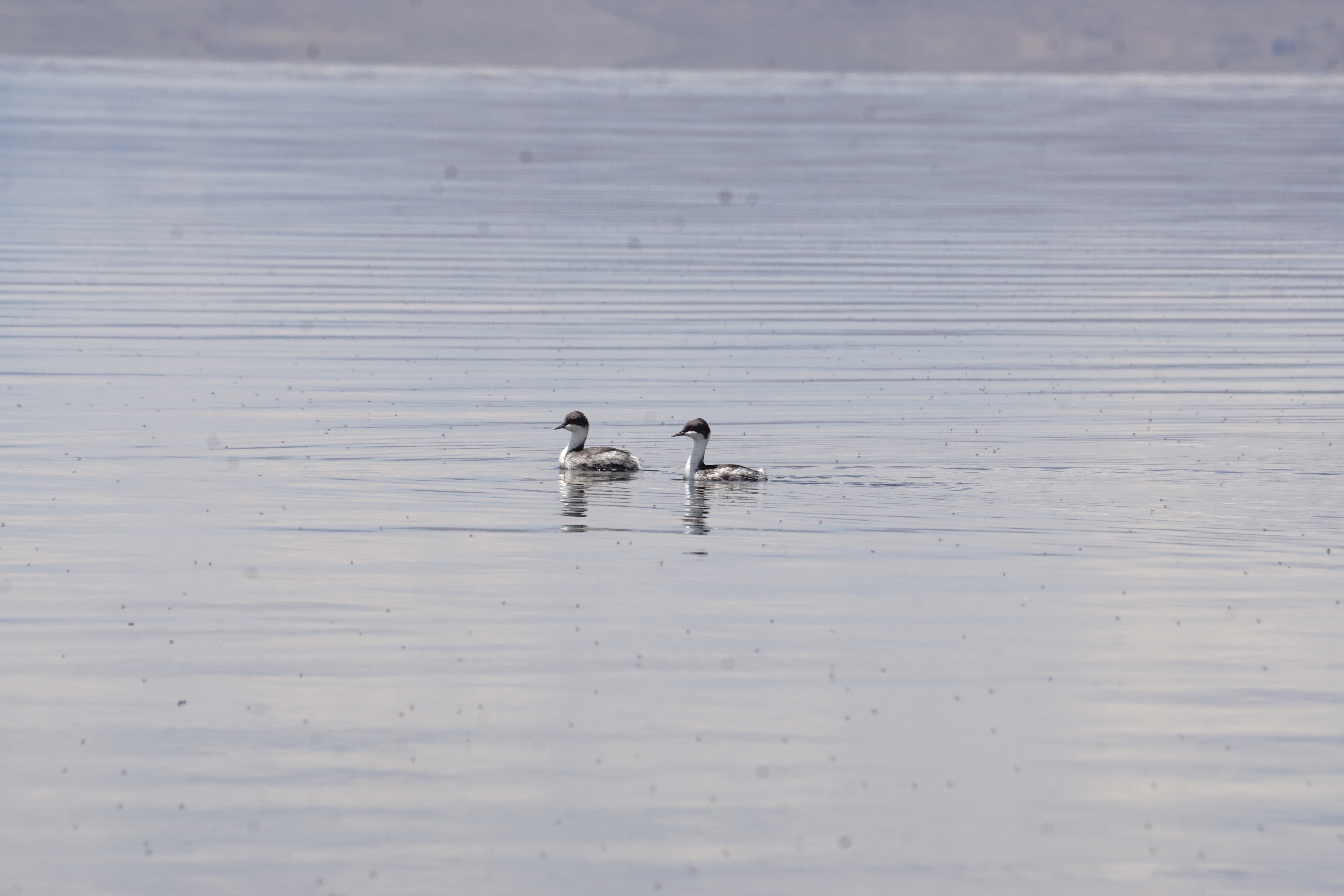 La historia del lago Chinchaycocha es una historia de vida y belleza.  Es el segundo lago más extenso del país. En sus aguas se encuentran miles de especies que se han adaptado al clima gélido de la puna. Por esta razón, el Gobierno peruano lo declaró Reserva Nacional desde 1974.
Es así que ELECTROPERU, comprometido con el cuidado y preservación del medio ambiente, ha decidido invertir S/1,066,000.00, de soles para realizar un diagnóstico de población de especies en criterio de amenaza y/o más vulnerables del lago Chinchaycocha. Con esta inversión, se busca cumplir los compromisos ambientales asumidos en el Instrumento de Gestión Ambiental Complementario para la Gestión del Embalse y Desembalse del Lago Chinchaycocha.
La investigación de dos años de duración tiene como objetivo el impacto de la operación sobre las poblaciones de las especies poco resilientes a la transformación de su hábitat, como flamencos, zambullidores, gallinetas y la representativa rana de Junín. Para llevar a cabo esta tarea, se están realizando continuos vuelos con drones en época seca y húmeda para asegurar el diagnóstico de población de especies en criterio de amenaza y/o más vulnerables. El subprograma de manejo de fauna es realizado por el trabajo exhaustivo de expertos en las especies que habitan en el lago y ornitofauna.
Además, se desarrolla un estudio sobre el impacto en las poblaciones de las especies en un ‘’momento crítico’’ como en el caso de los anfibios y peces nativos, y se están realizando monitores o censos de las especies que habitan el lago. Con esto, se podrá conocer su estado actual. Esto se desarrollará con profesionales expertos en anfibios, reptiles, ictiofauna, herpetofauna e ictiofauna. 
El diagnóstico tendrá como resultado aproximado el número de aves parihuanas que se desplazan en colonias a mitad de la laguna hacia el sur, las unidades de vegetación de mayor abundancia como Bofedal y Totoral, las 7 etapas de reproducción junto con las actividades y características de las especies. Al identificar estas acciones, ELECTROPERU contribuirá a buscar oportunidades de mejora para el hábitat y control de los mismos, así como la ejecución de programas o campañas de acción y talleres de sensibilización a los pobladores de la zona sobre la fauna y el hábitat del lago Chinchaycocha.
La historia del lago Chinchaycocha también es una historia de responsabilidad y compromiso. Con estas políticas y acciones, ELECTROPERU contribuye al medioambiente y al cuidado y preservación de la fauna peruana del lago, el cual da origen al río Mantaro, pilar fundamental para la generación de energía eléctrica en todo el país.
Pero esta historia no acaba aquí. Con el diagnóstico realizado y las acciones implementadas, ELECTROPERU seguirá trabajando para garantizar la preservación de la fauna del lago Chinchaycocha y su hábitat, asegurando así un futuro sostenible y próspero para todos los seres vivos que habitan en este lugar.
ELECTROPERU, comprometido con el cuidado y preservación del Lago Junín.
