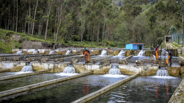 PNA incrementará en más de 70 % las unidades productivas de este sector.