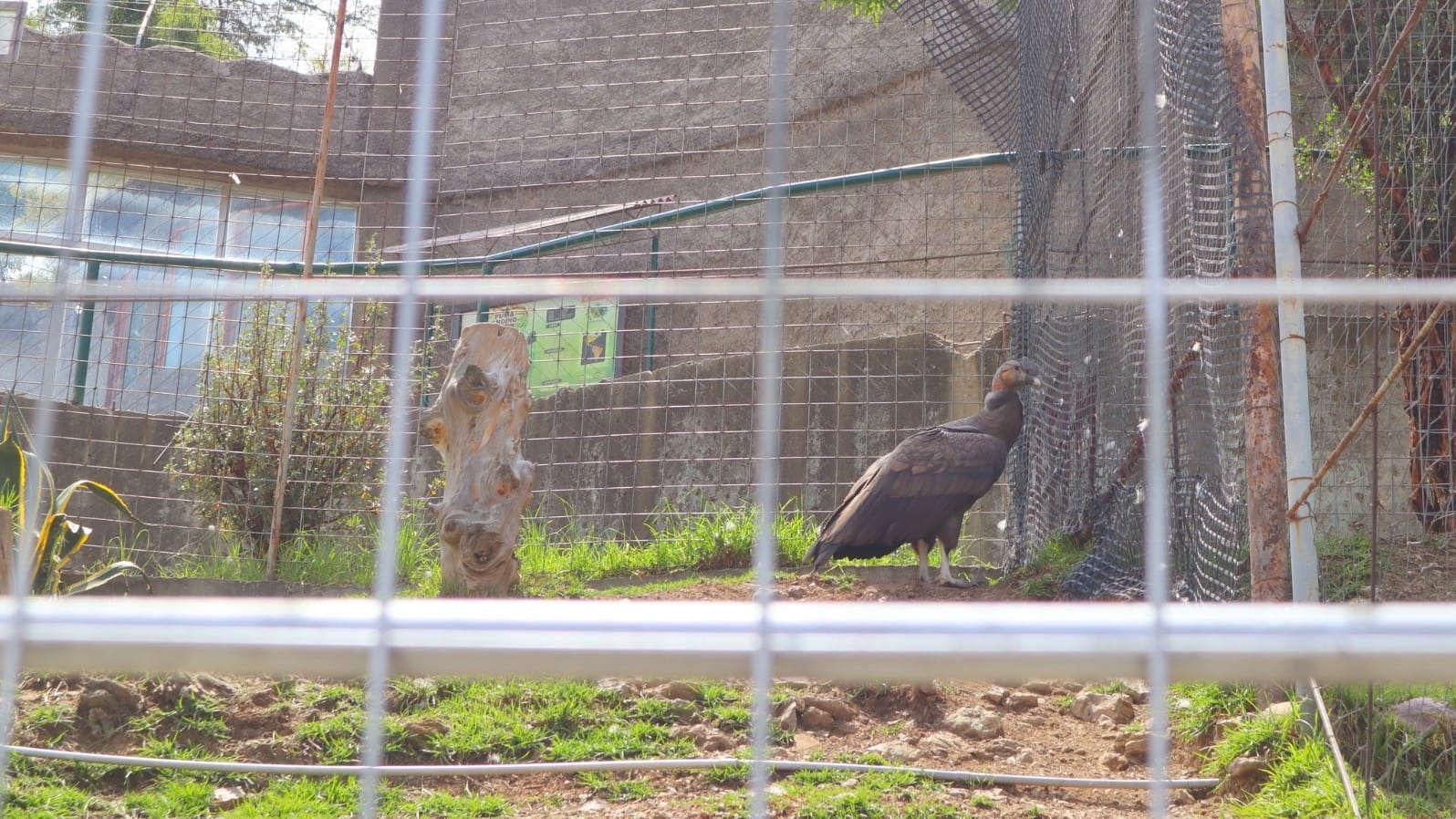 Junín: intensifican acciones frente al brote de influenza aviar en zoológico de Huancayo