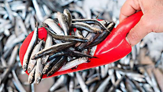 Ministerio de la Producción garantiza la conservación de la etapa reproductiva de la anchoveta