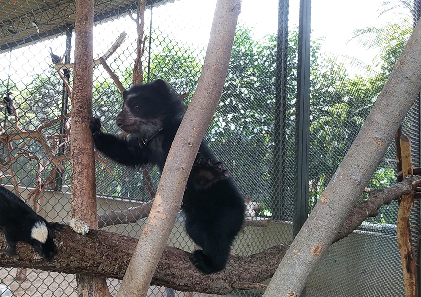 Rescate de oso de anteojo