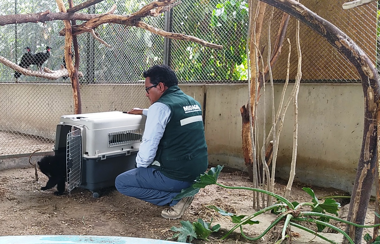 Rescate de oso de anteojo
