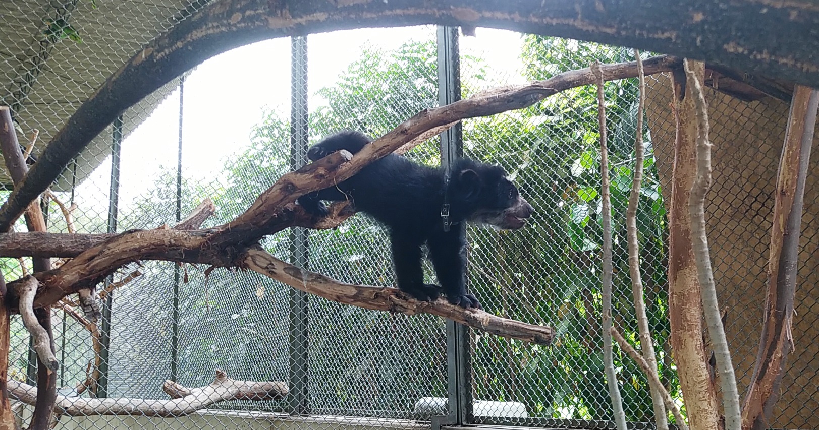 Rescate de oso de anteojo