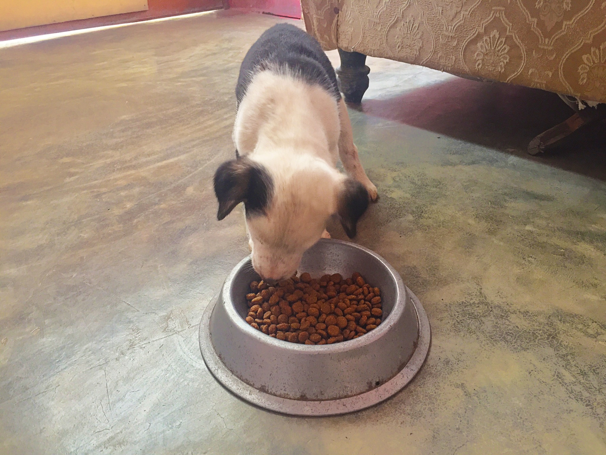 MPH entregó sacos de alimentos al Centro Canino Municipal