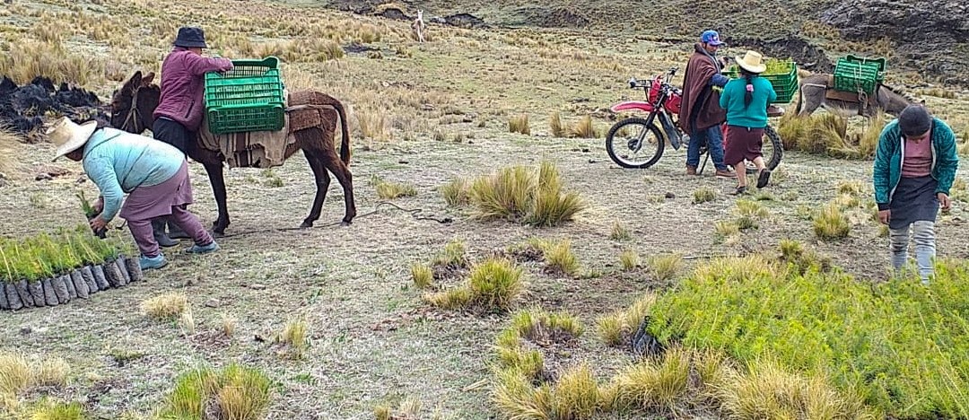 Sembraremos 1 millón de pinos en las cuencas de los ríos Virú y Huamanzaña en el 2023