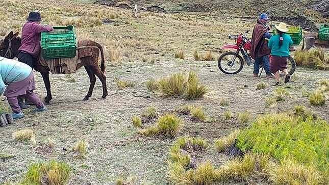 Sembraremos 1 millón de pinos en las cuencas de los ríos Virú y Huamanzaña en el 2023