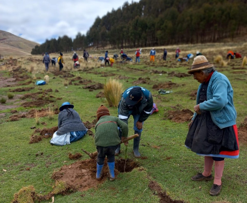 ELECTROCENTRO y comunidades de Pomacancha en Jauja siembran más de 2 mil plantones de quinuales y pinos.