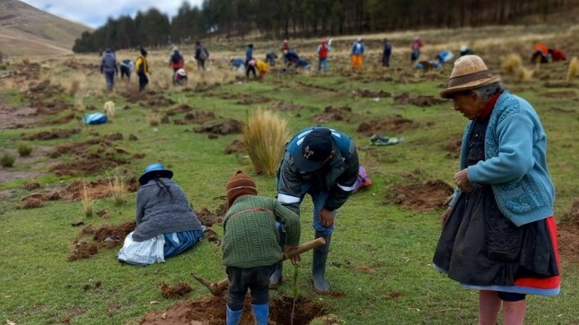 ELECTROCENTRO y comunidades de Pomacancha en Jauja siembran más de 2 mil plantones de quinuales y pinos.