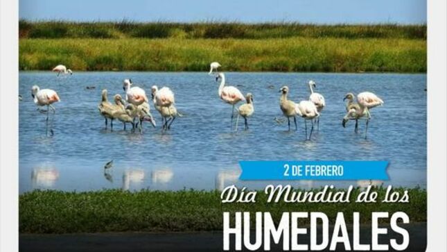 🦩🌊Hoy 2 de febrero recordamos el ¡Día Mundial de los Humedales! 🍃