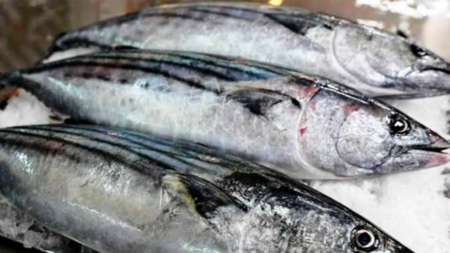 Cuota de pesca de jurel y caballa 2023