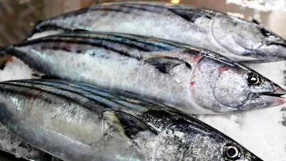 Cuota de pesca de jurel y caballa 2023